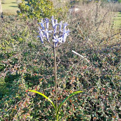 Agapanthus spike